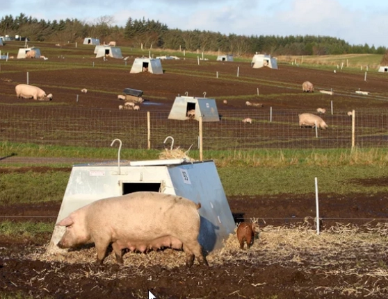 Spøttrup hytten grisehytter