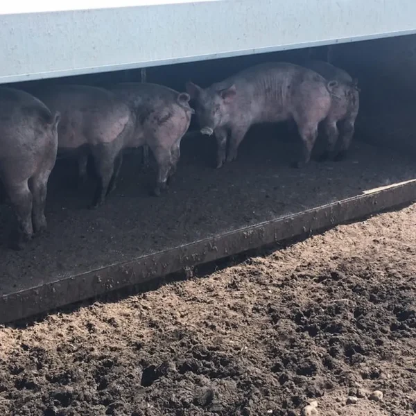 Foderautomat til slagtegrise - Billede 4
