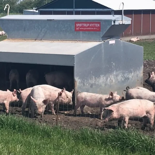 Foderautomat til slagtegrise - Billede 5