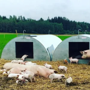 Svinehytter, grisehytter og farehytter der er mange navne for Spøttrup Hyttens grisehytter