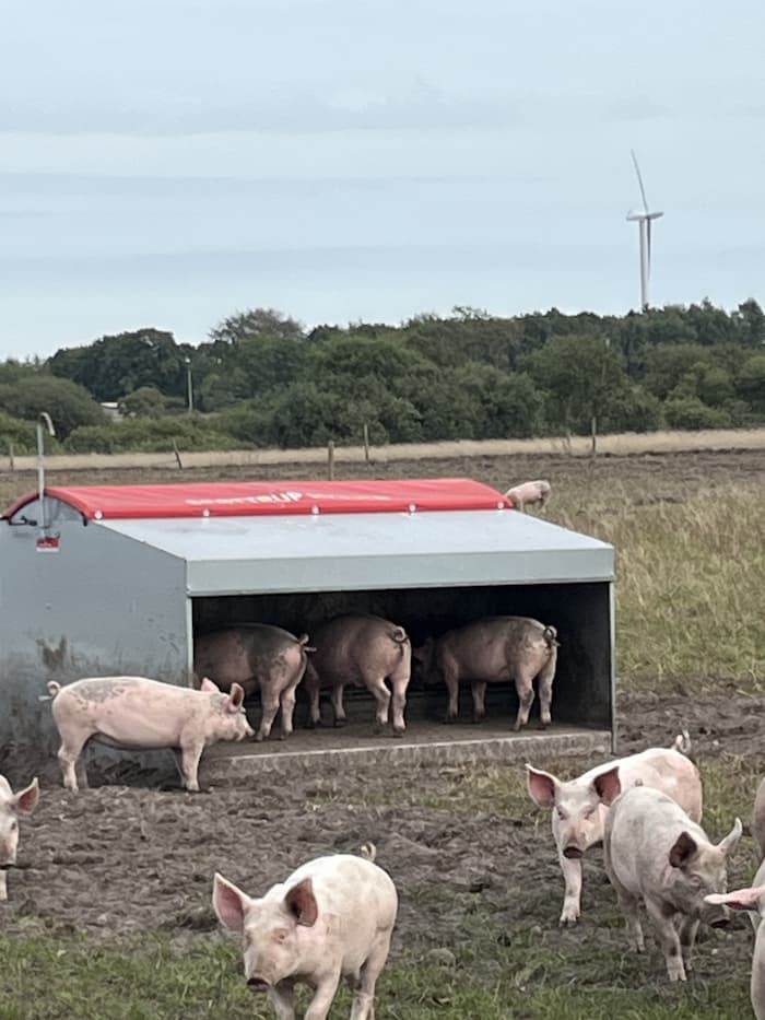 Foderautomat til slagtegrise – Bild 12