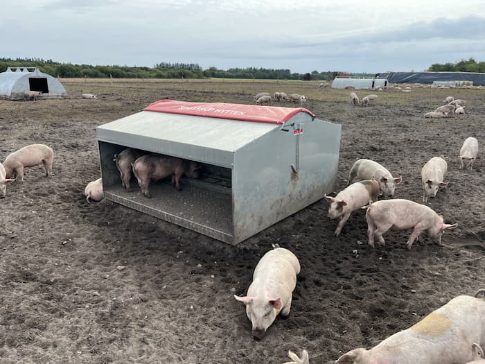 Foderautomat til slagtegrise – Bild 14
