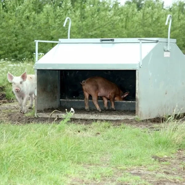 Foderautomat til smågrise