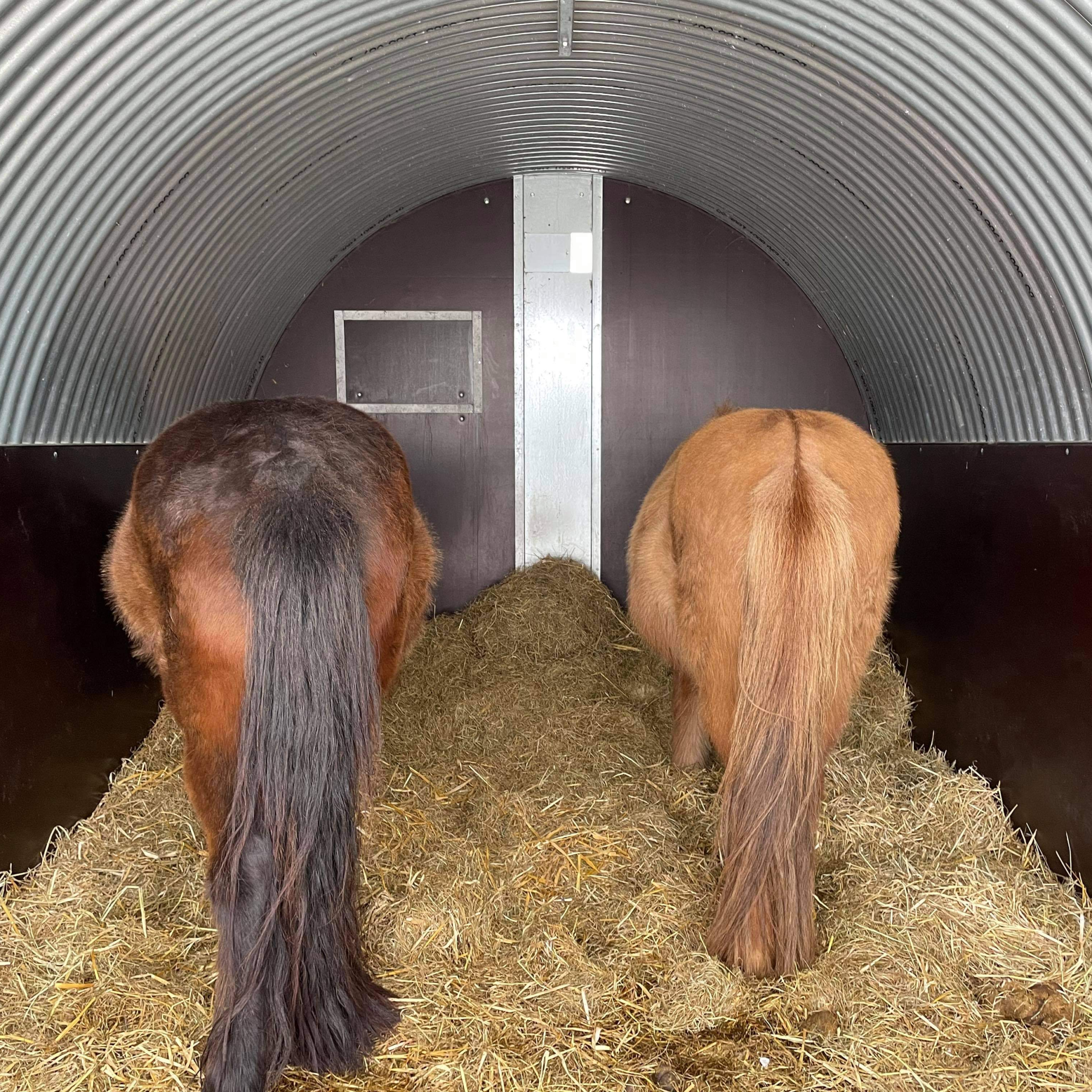 Prisbillig kvalitets løsdriftsstald til heste